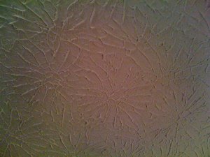 Picture of rosebud drywall texture